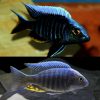 Blue Orchid Peacock Cichlid