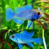 Neon Electric Blue Ram Jumbo