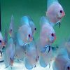 Cobalt Blue Discus Assorted