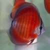 Red Rose Discus (San Merah)
