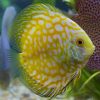 Yellow Pidgeon Blood Discus