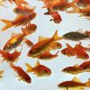 Live Feeder Goldfish