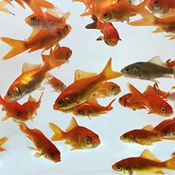 Live Feeder Goldfish