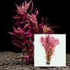 Red Rotala Bunch
