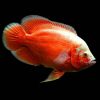 Albino Fire Red Velvet Oscar