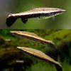 One Lined Rocket Pencil Fish