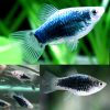 White Tuxedo Platy