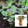 Lobelia Vase or Teracotta Pot