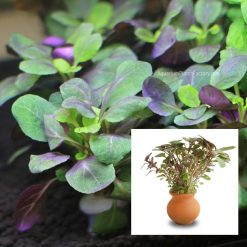 Lobelia Vase or Teracotta Pot