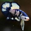 Blue Marble Halfmoon Plakat Male