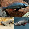 Silver Katana Cichlid