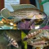 Four Spined Pearl Lined Cichlid
