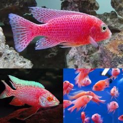 Strawberry Pacock Cichlid