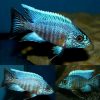 Blue Turk Peacock