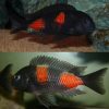 Cherry Spot Tropheus Cichlid