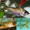 Flagtail Prochilodus Yellow