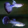 Violet Dragon Guppy Thailand Pair