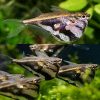 Marbled Hatchetfish