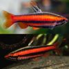 Dwarf Coral Red Pencil Fish