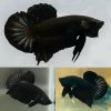 Super Black Halfmoon Plakat Female