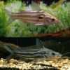 Striped Mystus Catfish