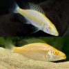 Albino Eye Biter Cichlid