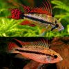 Apistogramma Cacatuoides Super Male/Female Pair