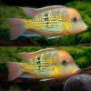 Gold Dust Eartheater Cichlid