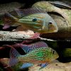 Stripetail Eartheater