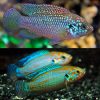 Neon Blue Jewel Cichlid