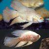 Oscar Longfin Albino
