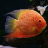 Severum Red