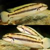Blunt Headed Telmat Cichlid