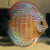 Snakeskin Discus Assorted