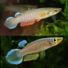 Blue Panchax Killie