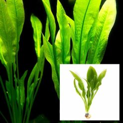Bleheri Amazon Swords Medium Pot