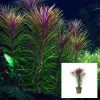 Pogostemon Stellata Pot