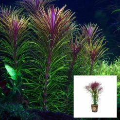 Pogostemon Stellata Pot