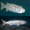 Freshwater Mullet