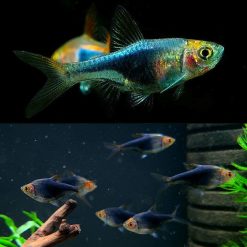 Purple Harlequin Rasbora