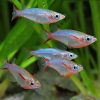 Daisy's Blue Ricefish