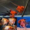 Super Red Devil Angelfish Imported Premium