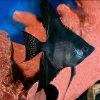 Black Angelfish Large