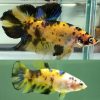 Yellow Giant Koi Halfmoon Plakat Pair