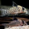 Black Fin Jaguar Cory Catfish