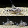 Zebra Cory Catfish