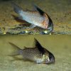 Spotted Cory Catfish