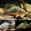 Hog Nose Cory Catfish