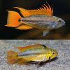 Apistogramma Cacatuoides Mega Orange Pair 4-5cm