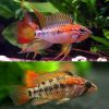 Red Neck Apisto Pair - 3cm